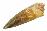 Fossil Spinosaurus Tooth - Real Dinosaur Tooth #354743-1